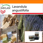 SAFLAX - Aed kotis - Inglise lavendel - 150 seemet - Substraadiga sobivas p&uuml;stijas kotis - Lavandula angustifolia