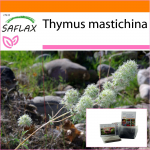 SAFLAX - Aed kotis - T&uuml;&uuml;miani mastiks - 250 seemet - Substraadiga sobivas p&uuml;stijas kotis - Thymus mastichina
