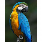 Isetegija 5d teemantmaal T&auml;isringi puur Papagoi kleebis Mosaiik Ristpistes Loom Tikand Lind Kodukaunistus Seinakunst Kingitus Full Round 60x90CM