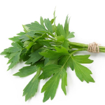 300 leinaseemet (Levisticum officinale) Perpetual seller &ndash; reprodutseeritav