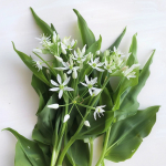 50 metsiku k&uuml;&uuml;slaugu seemet &ndash; poolmetsik permakultuur