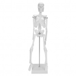 45cm Inimkeha Skeleti Mudel Liigutatavate J&auml;semetega Anatoomiline &Otilde;petamise ja &Otilde;ppimise Mudel Teaduslikud Tarvikud