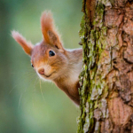 &Uuml;mmargune teemantmaal V&auml;ike orav Tikand Ristpistes Rhinestone Mosaiic Kodukaunistus 30x30CM