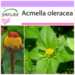 SAFLAX - Parakress - 500 seemet - Acmella oleracea