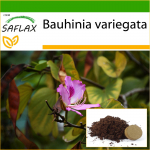 SAFLAX - Camel Foot Tree - 8 seemet - Potisubstraadiga paremaks kasvatamiseks - Bauhinia variegata