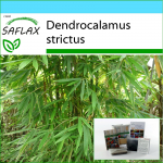 SAFLAX &ndash; Kingikomplekt &ndash; Calcutta Bamboo &ndash; 50 seemet &ndash; Koos kinkekarbi, kaardi, etiketi ja potisubstraadiga &ndash; Dendrocalamus strictus