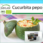 SAFLAX - Kingikomplekt - Orgaaniline - Kabat&scaron;okk - Tondo di Nizza - 5 seemet - Koos kinkekarbi, kaardi, etiketi ja potisubstraadiga - Cucurbita pepo