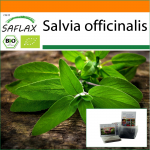 SAFLAX - Aed kotis - Orgaaniline - Salvei - 60 seemet - Substraadiga sobivas p&uuml;stijas kotis - Salvia officinalis