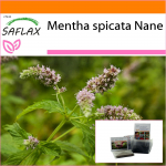 SAFLAX - Aed kotis - Mehhiko nana piparm&uuml;nt - 500 seemet - Substraadiga sobivas p&uuml;stises kotis - Mentha spicata