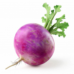 300 Graines de Radis Rond Violet