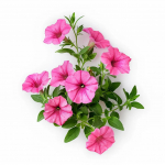 500 Graines de P&eacute;tunia Nain Rose