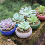 Armas j&auml;&auml;pragune glasuur Lillekeraamika sukulentide istutusmasin Mini taimepott Aia lillepott kodukontori sisekujunduseks taimepott