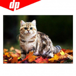 Kassi teemanttikandid 5D DIY teemantmaal ristpistes pilt t&auml;is&uuml;mmargune teemant 20X30