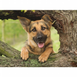 5D teemantmaaling lemmikloomakoer saksa lambakoer ristpistes teemanttikandid mustrid kivid 20X30CM