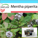 SAFLAX - Kingikomplekt - Piparm&uuml;nt - 300 seemet - Koos kinkekarbi, kaardi, etiketi ja potisubstraadiga - Mentha piperita