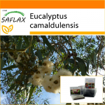 SAFLAX - Aed kotis - River Red Gum - 200 seemet - Substraadiga sobivas p&uuml;stises kotis - Eucalyptus camaldulensis