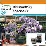 SAFLAX &ndash; Aed kotis &ndash; Bonsai &ndash; Aafrika Wisteria puu &ndash; 15 seemet &ndash; Substraadiga sobivas p&uuml;stises kotis &ndash; Bolusanthus speciosus