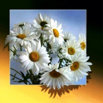 5D DIY teemantmaal, valge kr&uuml;santeem, lille ristpistega teemanttikandid mosaiik Kodukaunistus Full Round 20x20CM