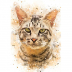 5D DIY Teemantmaali Loomade Kass Rhinestone Pilt Ristpistes Komplekt Teemanttikandid Mosaiik Mosaiik Kodukaunistus Full Round 20x30CM