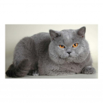 Huacani teemantmaaling ristpistes rasvahalli kassi tikandid maalimine teemant-teemantmosaiikkujutistega 30*40 cm full round