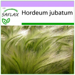 SAFLAX - Foxtail Barley / Orava saba - 70 seemet - Hordeum jubatum