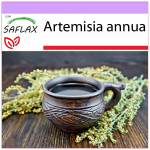 SAFLAX &ndash; magus koirohi Qing Hao &ndash; 250 seemet &ndash; Artemisia annua