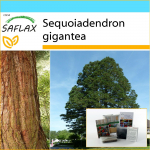 SAFLAX &ndash; kinkekomplekt &ndash; California hiiglaslik punapuu &ndash; 50 seemet &ndash; koos kinkekarbi, kaardi, etiketi ja potisubstraadiga &ndash; Sequoiadendron gigantea