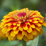 P&auml;rsia tsinnia segaseemned 0,5g lilli aia jaoks