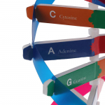 Inimese geenid DNA mudelid Double Helix loodusteaduslikud m&auml;nguasjad &Otilde;petamine &Otilde;ppimine Haridusm&auml;nguasi 33*11.6cm