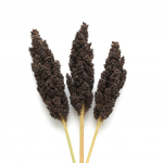 250 Graines de Sorgho Noir (Sorghum nigrum)