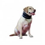 COLLIER BITE FREE 6 CM