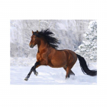 5D isetegemise teemantmaalikomplekt hoburistpiste komplekt t&auml;ispuur Teemanttikandid Loomad Mosaiik Kunst Rhinestones Decor pilt Full Round 20x30CM