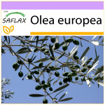 SAFLAX - Harilik oliiv - 20 seemet - Olea europea