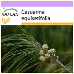 SAFLAX &ndash; Kortepuu &ndash; 200 seemet &ndash; Casuarina equisetifolia