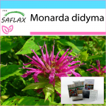 SAFLAX - Kingikomplekt - Bergamoti / Oswego tee - 20 seemet - Koos kinkekarbi, kaardi, etiketi ja potisubstraadiga - Monarda didyma