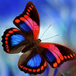 Isetegija liblikimuster 5D teemantmaal, t&auml;isring puur, lilled, ristl&otilde;ikega komplektid teemantkunstiga mosaiiktikandid kodukaunistus Full Round 20x20CM