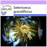 SAFLAX &ndash; &Ouml;&ouml;kuninganna &ndash; 40 seemet &ndash; Selenicerus grandiflorus
