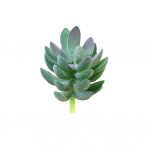 Aia kunstlikud sukulendid potipulmapeod 18#