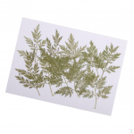 10 t&uuml;kki rohelist pressitud kuivatatud Artemisia carvifolia lehed lehed herbaarium ehte ripats s&otilde;rmus