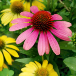 Echinacea, sortide segu, lilleseemned aeda, suured saagid