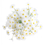 10 tk kunstlikud karikakrad &otilde;ues sobivad kodupulmade kaunistused