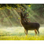 5D Teemantmaal Ristpistes Loomade Teemanttikandid Mosaiik Euroopa Kodukaunistus 20X30CM