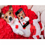 DIY teemantmaal ristpistes pilt 5d t&auml;isring puur armas koeraselfi tikandiga kaunistus 20X30CM