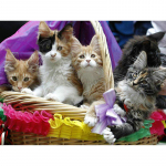 Teemantmaaling kassi ja liblikaga 5d isetegemise &uuml;mmargune teemanttikandid mosaiikmaal kodukaunistus 20X30CM