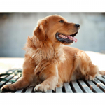 5D isetehtud teemantmaal ristpistes kollane koer t&auml;is&uuml;mmargune teemanttikandid 20X30CM