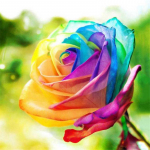 Diamont Painting Flower 5D Teemantmosaiiktikandi komplekt Teemantmaali t&auml;ispuur 20*20cm