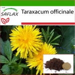 SAFLAX - V&otilde;ilill - 200 seemet - Potisubstraadiga paremaks kasvatamiseks - Taraxacum officinale