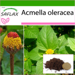 SAFLAX - Parakress - 500 seemet - Potisubstraadiga paremaks kasvatamiseks - Acmella oleracea