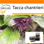 SAFLAX - Aed kotis - Must nahkhiire lill - 10 seemet - Substraadiga sobivas p&uuml;stises kotis - Tacca chantrieri