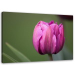 L&otilde;uenditr&uuml;kk Purple Tulip Blossom 60x40 lilla